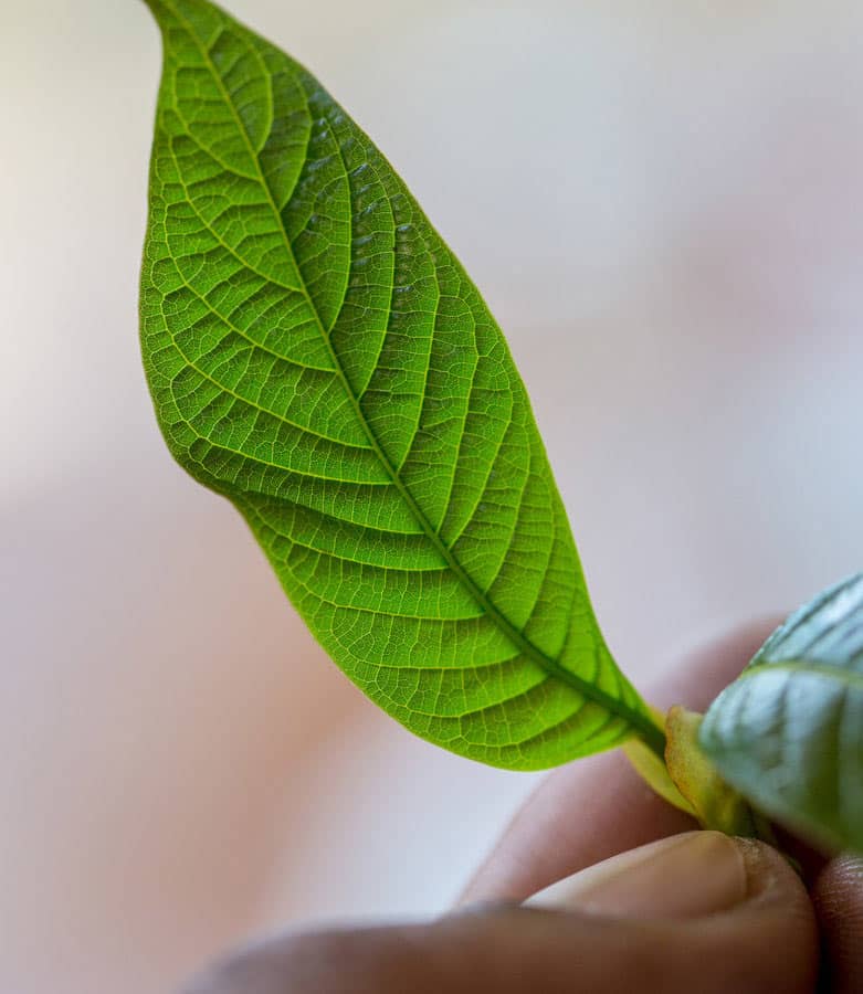 Kratom Leaf being held against a blurred background